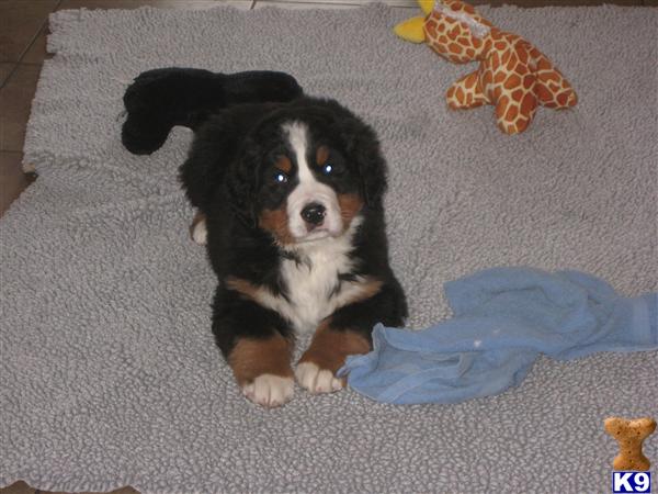 Puppies in MT